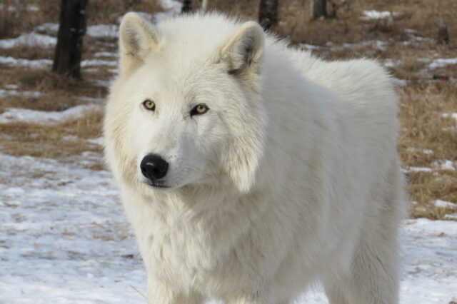 4 curiosità sui cani lupo che ti lasceranno di stucco