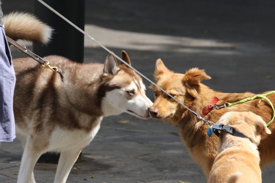 cani amicizia teneri