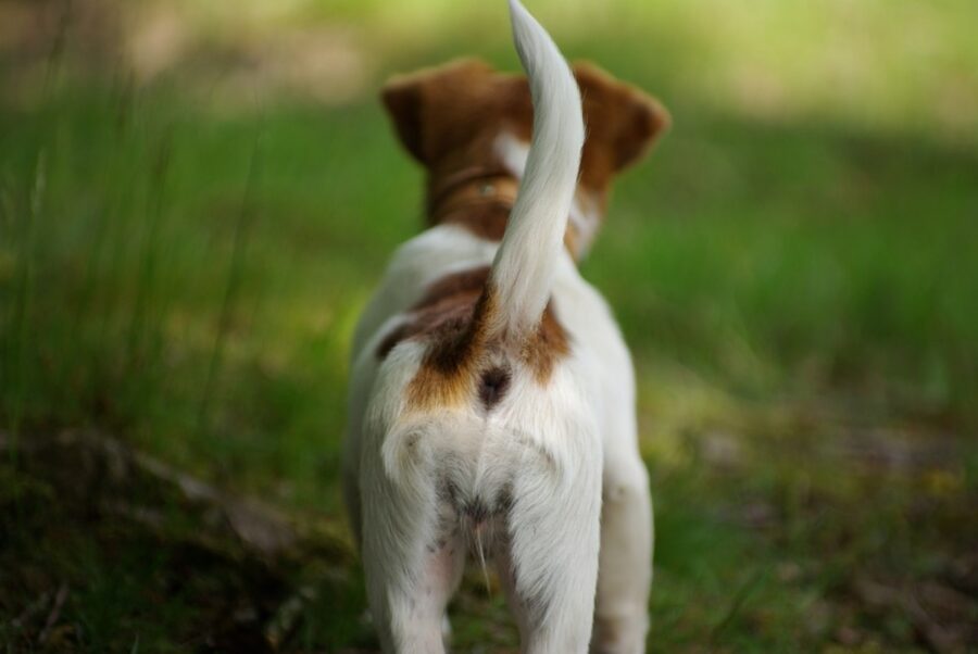 cane fotografato dietro