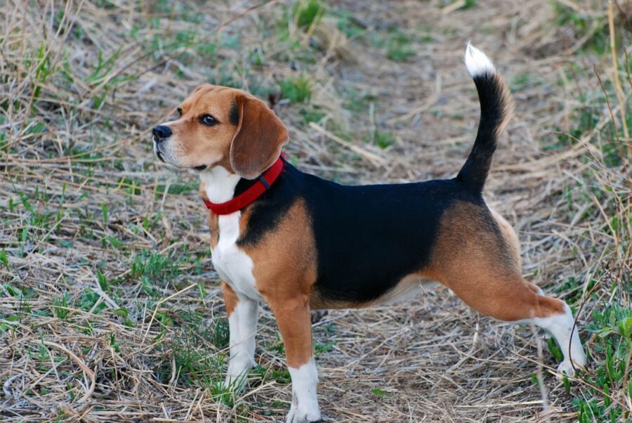 cane beagle prato