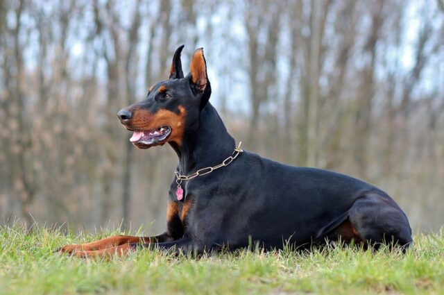 5 razze di cani che non vanno molto d’accordo con l’acqua