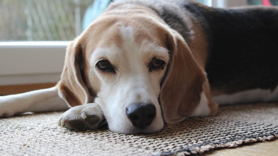 beagle cucciolo cane