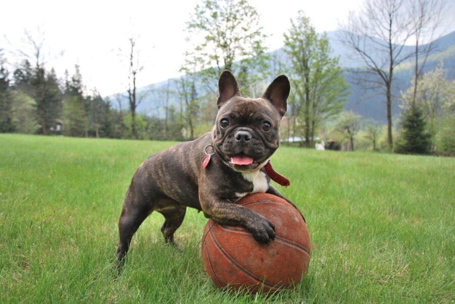 cane palla basket