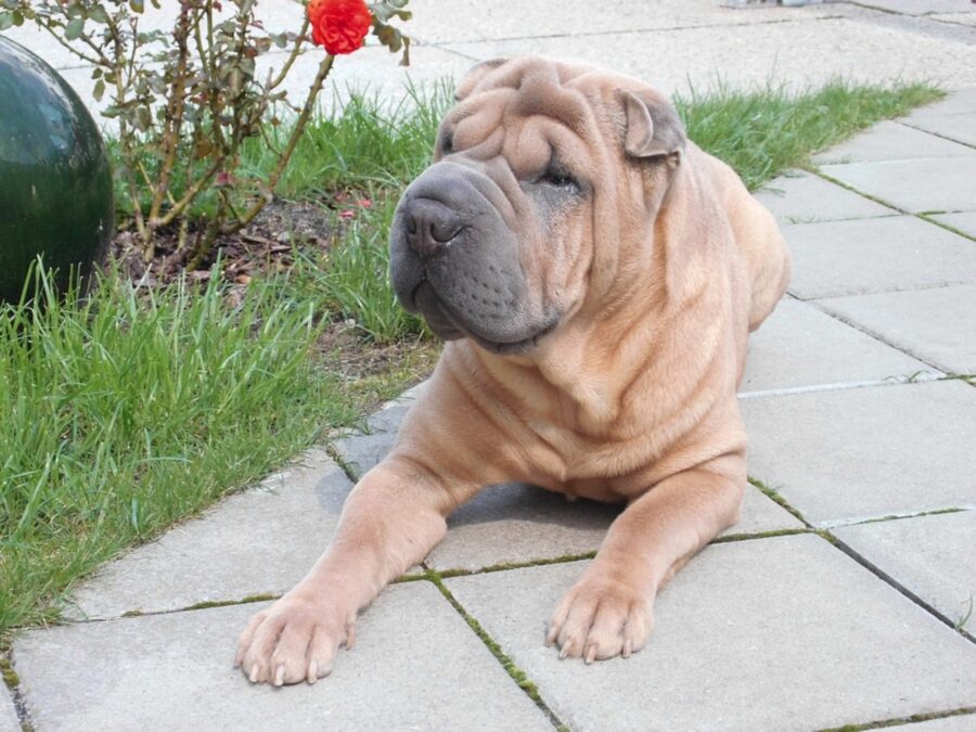 cucciolo shar pei