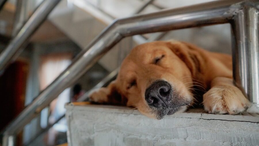 cane golden retriever