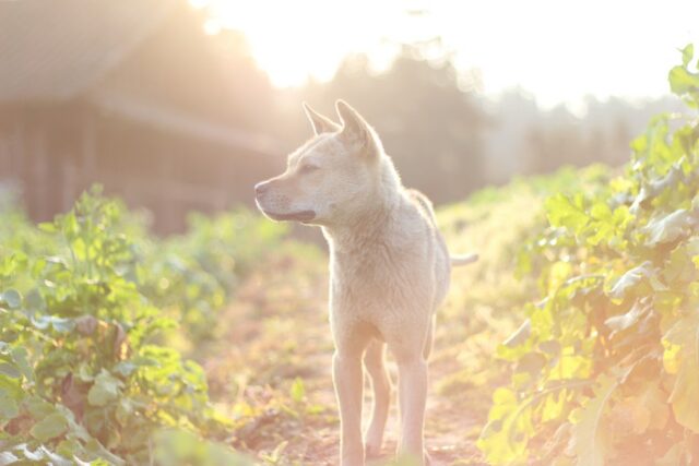 5 rimedi casalinghi efficaci contro la stitichezza del cane