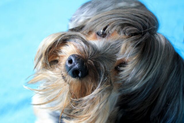 5 step per asciugare facilmente le orecchie del cane