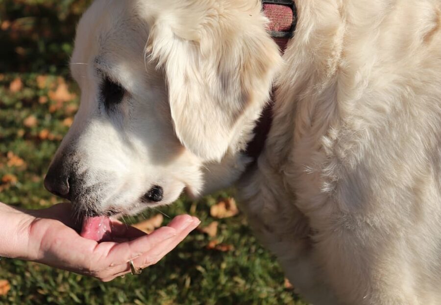 cane mano dolce