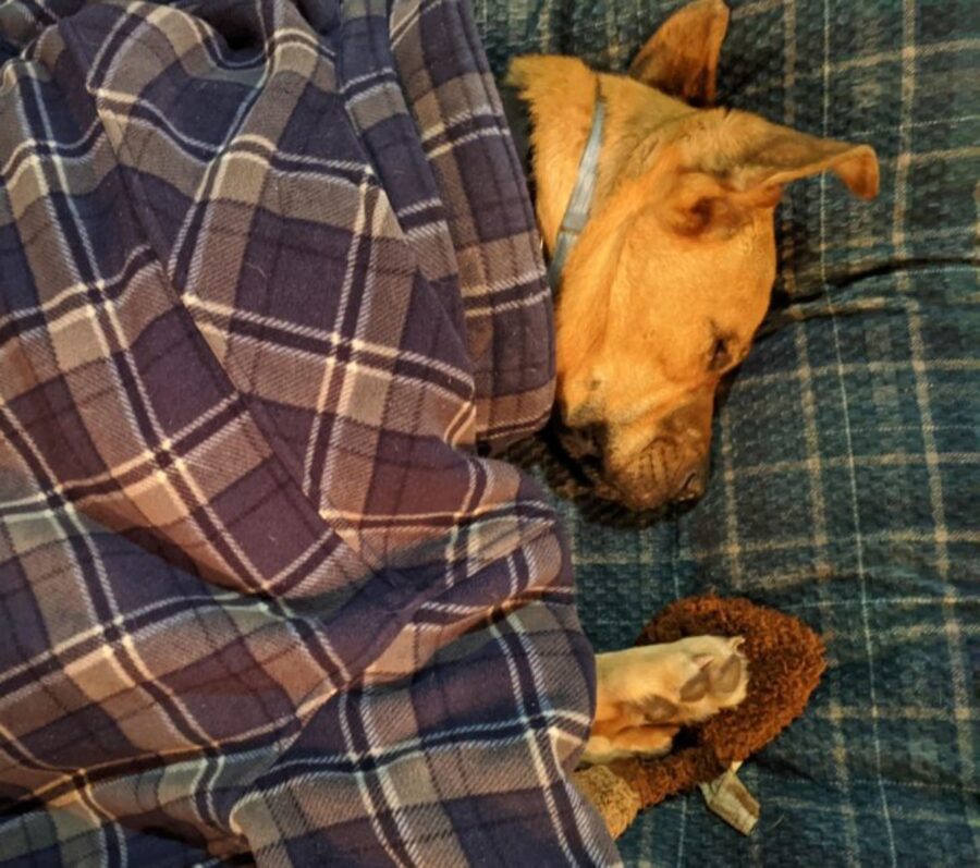 cane dorme lenzuola