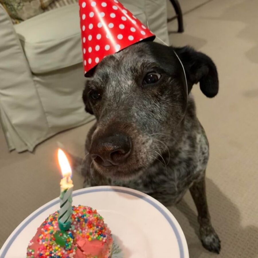 cane torta compleanno