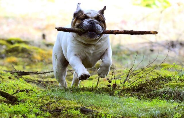 6 foto che dimostrano come la vita abbia tutt’altro sapore con un cane