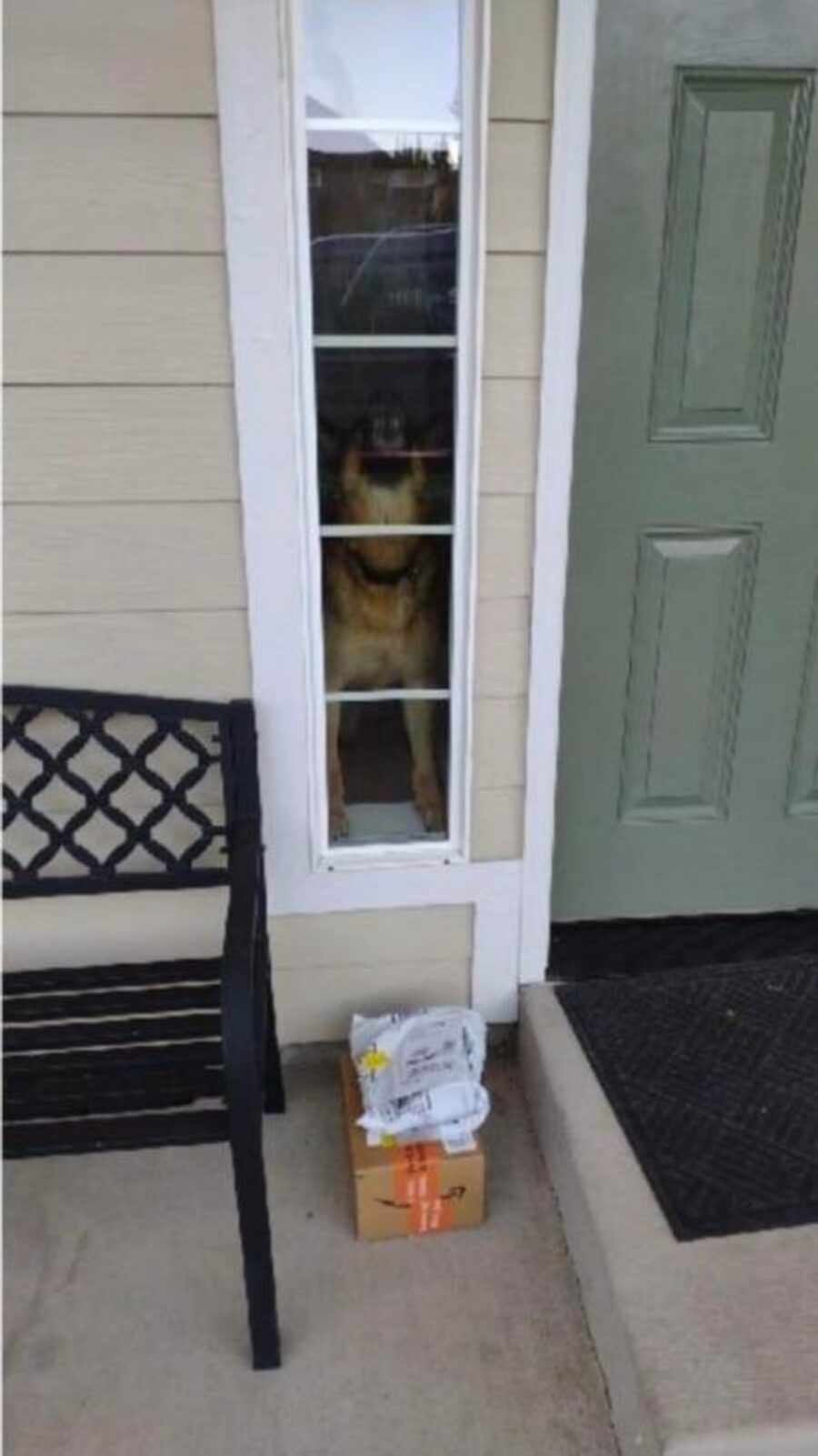 cane guarda pacchi