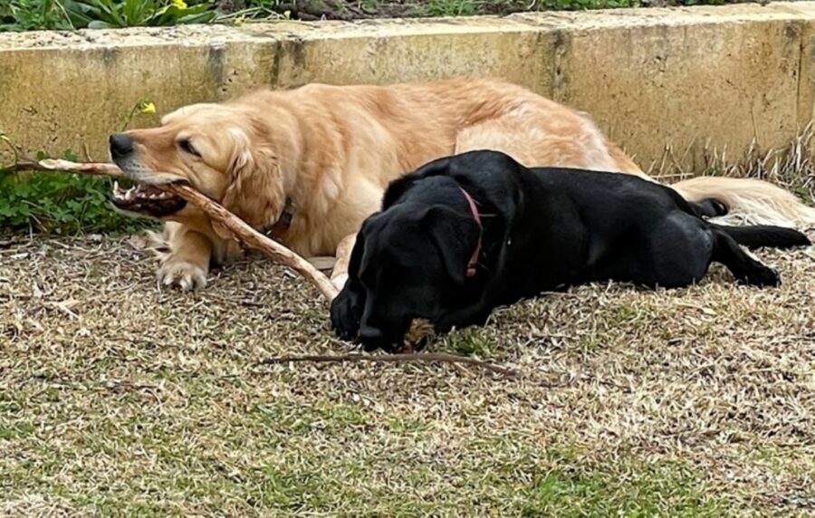 cani giocano assieme