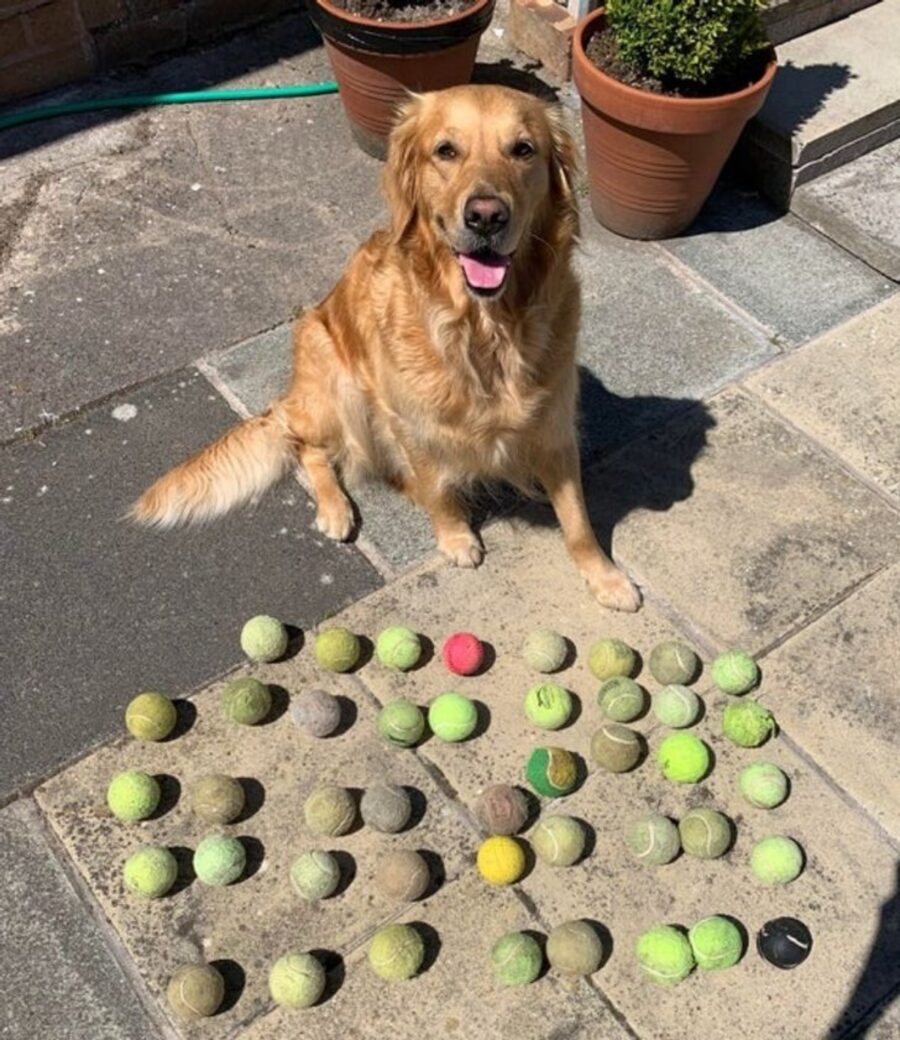 cane palline gioco