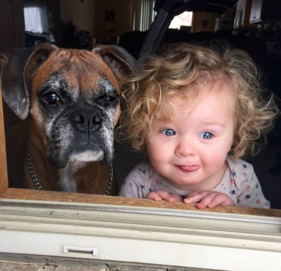 cucciolo peloso boxer