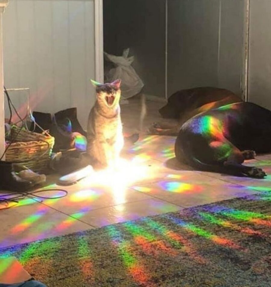 gatto luce cani
