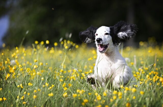 6 foto di cani a dir poco perfette per cominciare la giornata