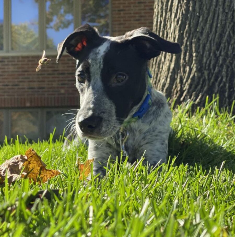 cane simpatico tenero