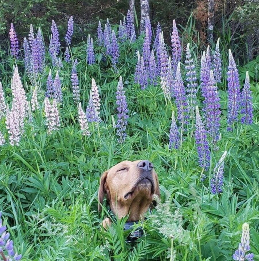 cane lavanda dolce