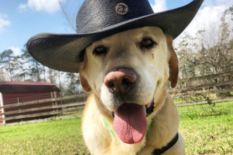 cane cappello cowboy