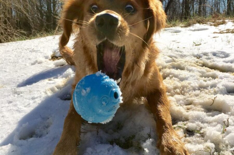 cane pallina prendere