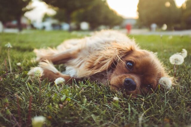 6 foto di cani che non puoi assolutamente lasciarti scappare