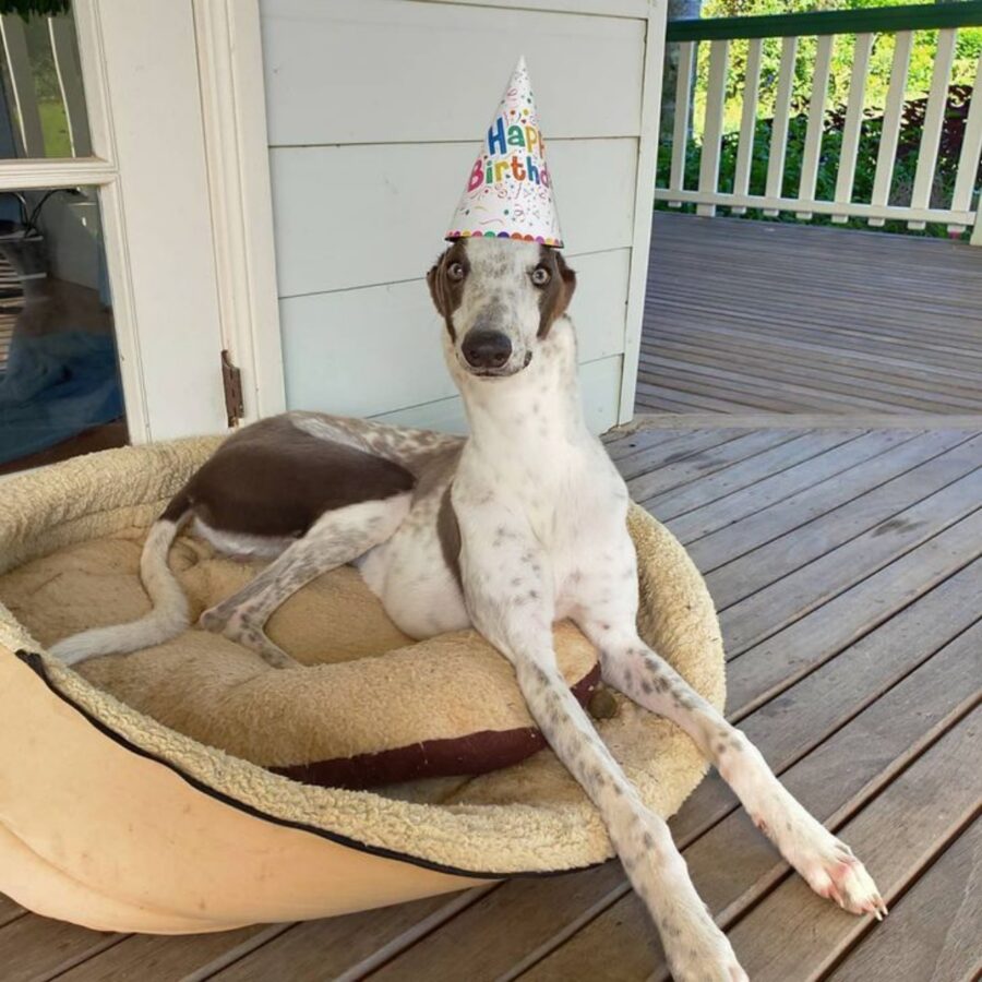 cane festa compleanno