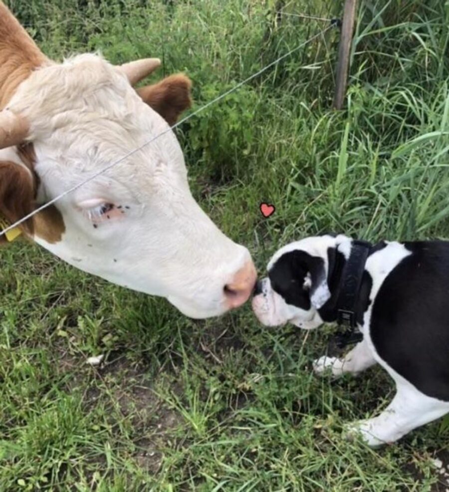 cane mucca amica