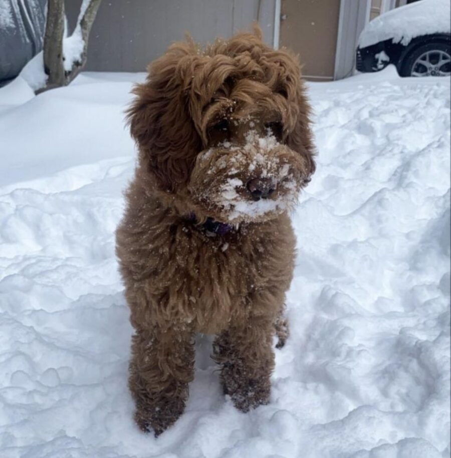 cane sulla neve