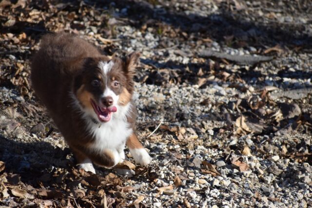 6 foto di cani che possono sorridere di nuovo dopo un triste passato