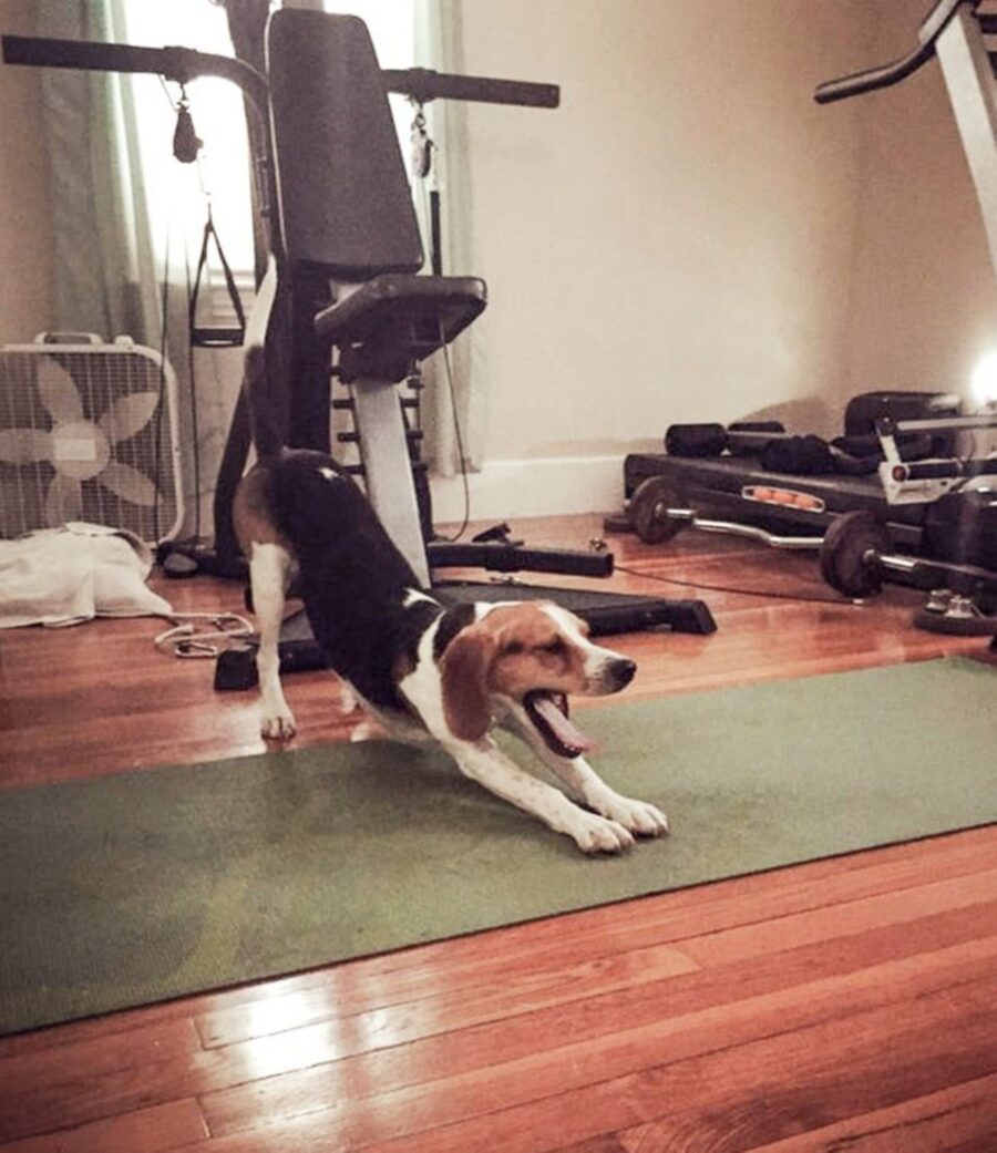cane fa yoga