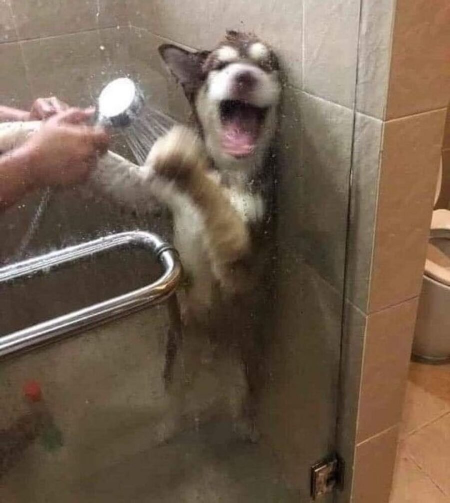 cane doccia acqua