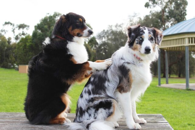 6 foto di cani divenuti dei veri “maestri” del dramma