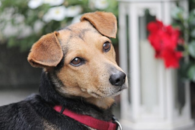 6 foto di cani “misti” che non puoi fare a meno di amare