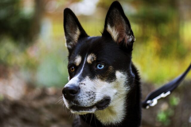 6 foto di incroci di cani a cui è impossibile resistere