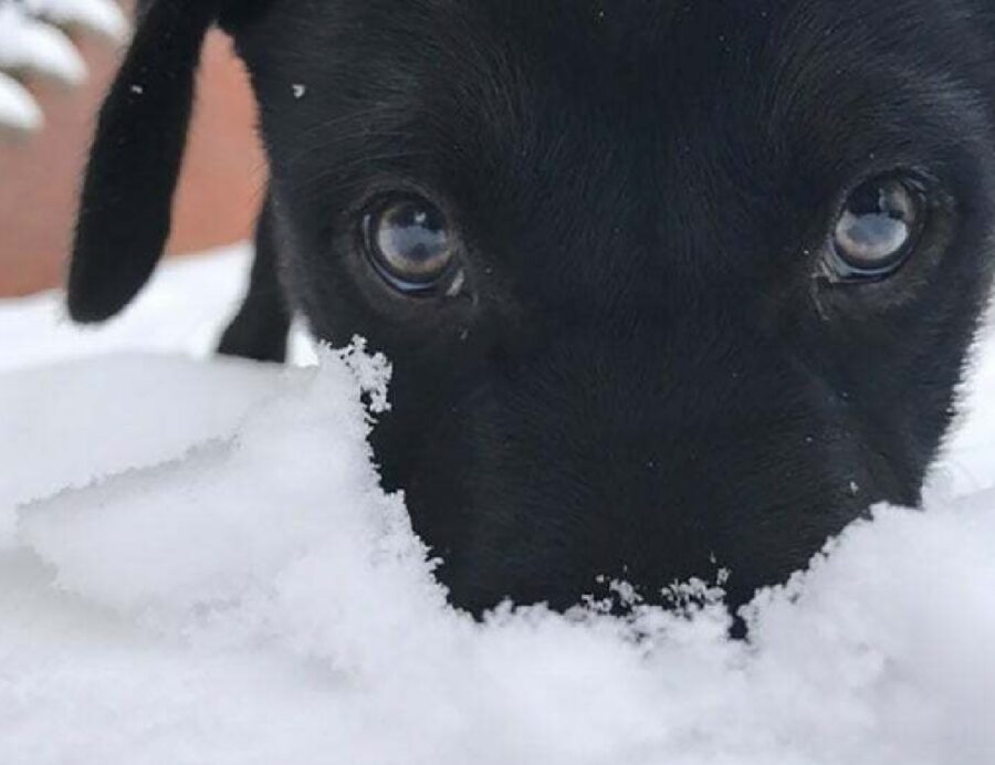 cagnolino allegro gioca neve