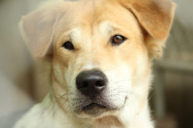 8 foto allegre di cani che vogliono condividere col mondo la loro gioia