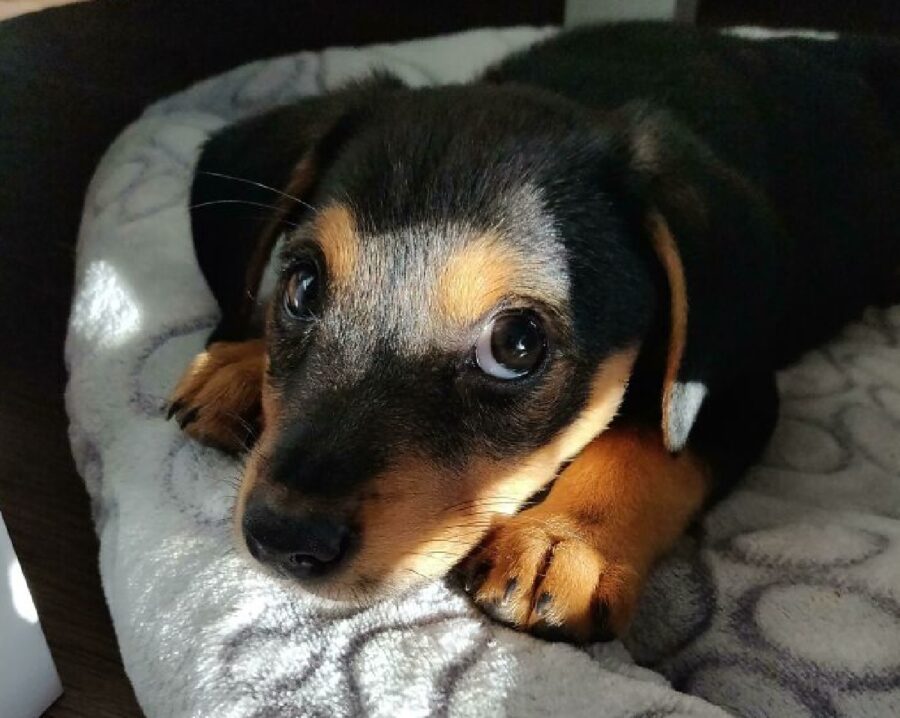 cagnolino bassotto nero e marroncino