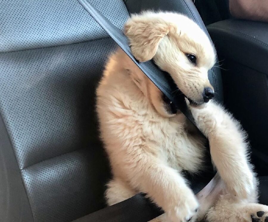 cagnolino gioca con cintura