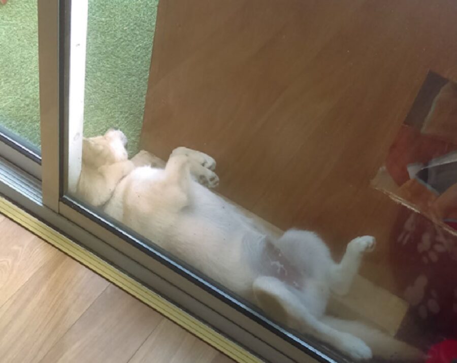 cane dorme tra vetro e legno