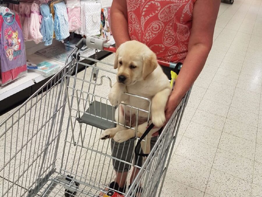 cane carrello trasportato da mamma