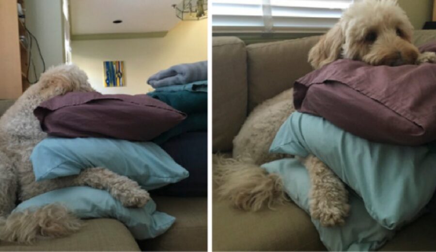 cane triplo cuscino 