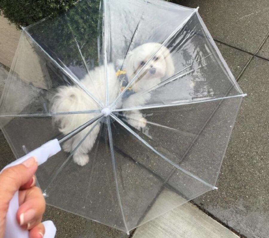 cane ombrello copra da pioggia