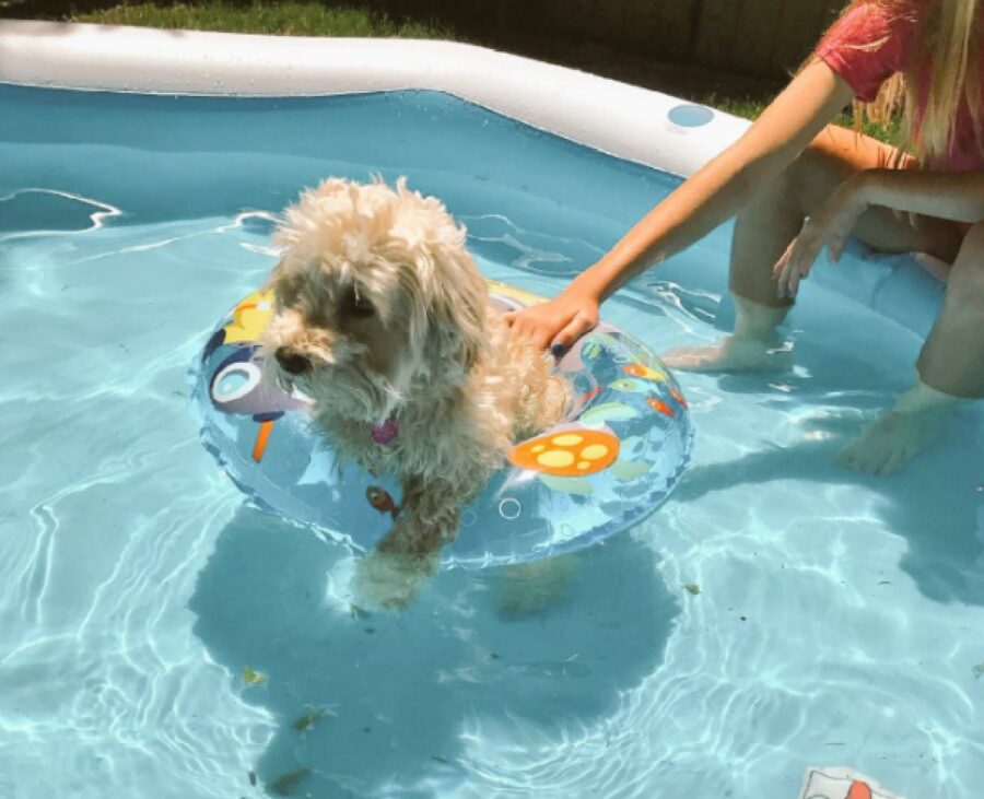 cane piscina con ciambella