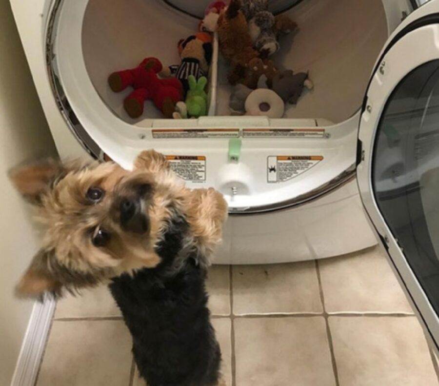 cane aspetta che giochi vengano lavati