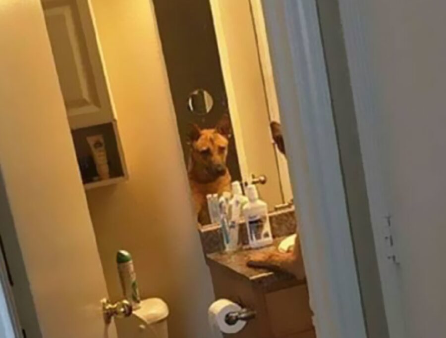 cane si guarda allo specchio