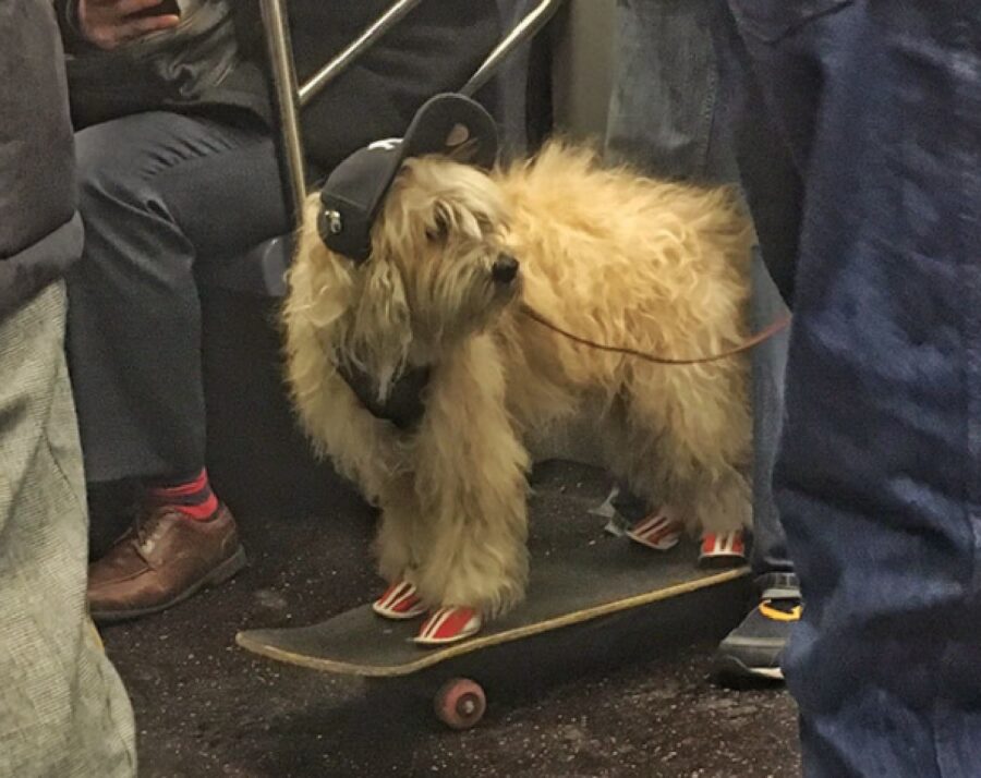 cane skateboard insieme persone