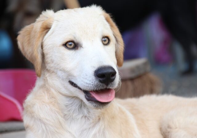 8 foto di cani alle quali non potrete resistere, la loro allegria può solo che sorprendervi