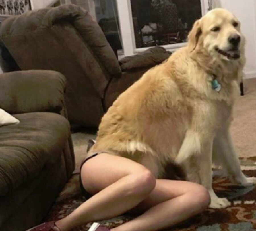 cane seduto su donna