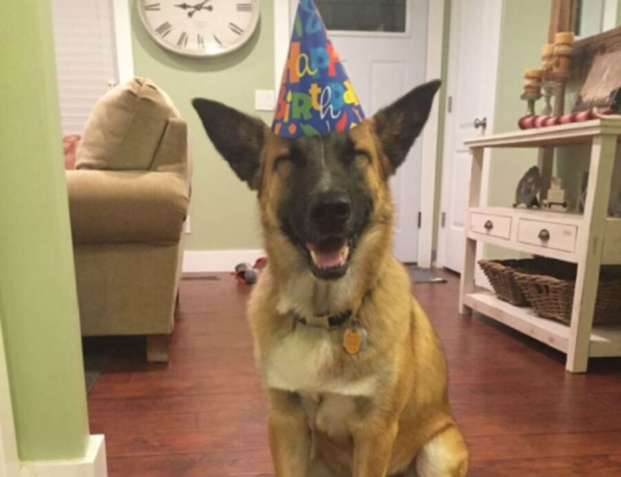cane fa il compleanno 